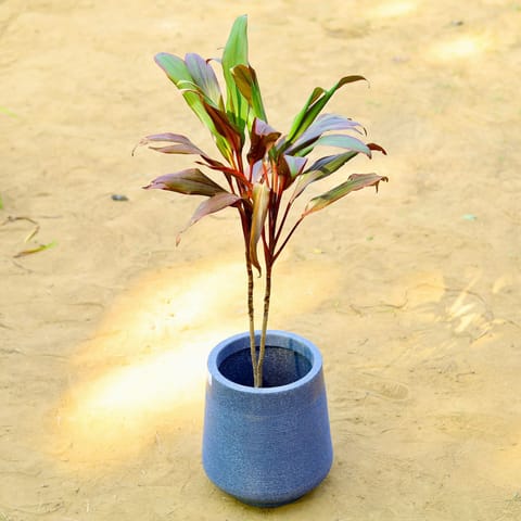 Dracaena Cordyline Red (~ 2 Ft) in 15 X 15 Inch Live Plant Grey Premium Sierra Fiberglass Planter