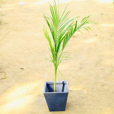 Areca (~ 2.5 Ft) in 18 X 12 Inch Grey Premium Blaze Fiberglass Planter