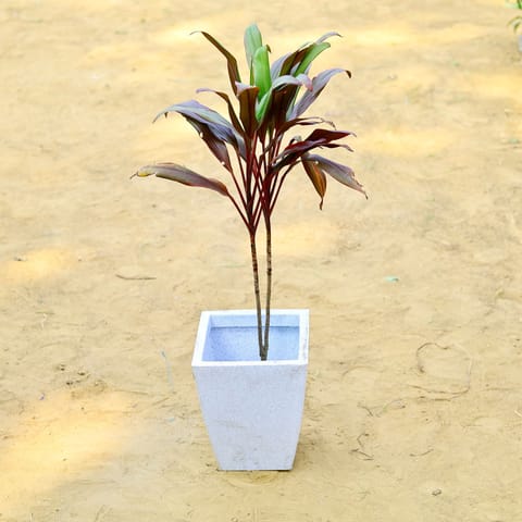 Dracaena Cordyline Red (~ 2 Ft) in 18 X 12 Inch Live Plant White Premium Blaze Fiberglass Planter