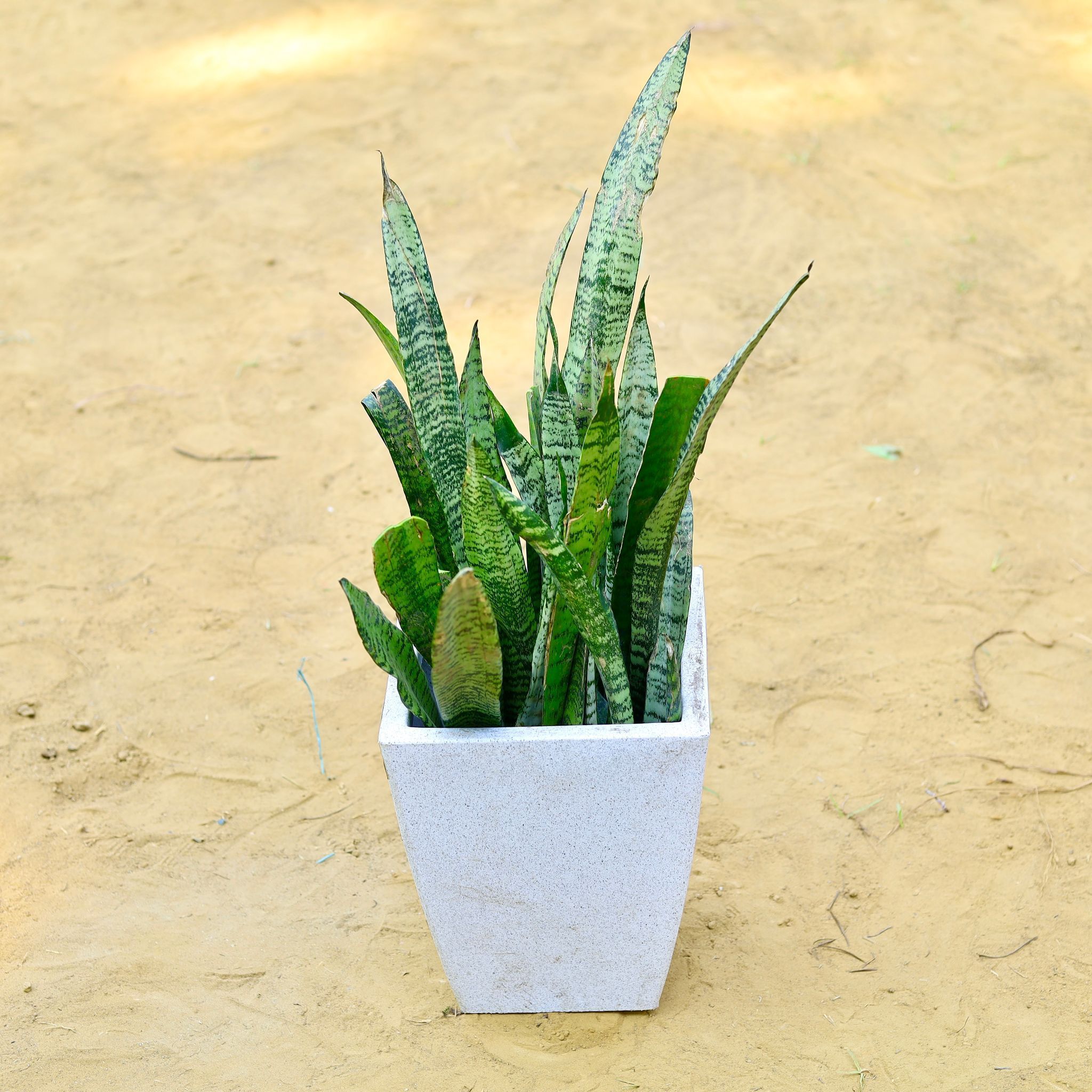 Snake Green (~ 1 Ft) in 18 X 12 Inch White Premium Blaze Fiberglass Planter