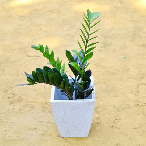 Zz Black in 18 X 12 Inch Live Fresh Plant White Premium Blaze Fiberglass Planter in Rohini Sector 30