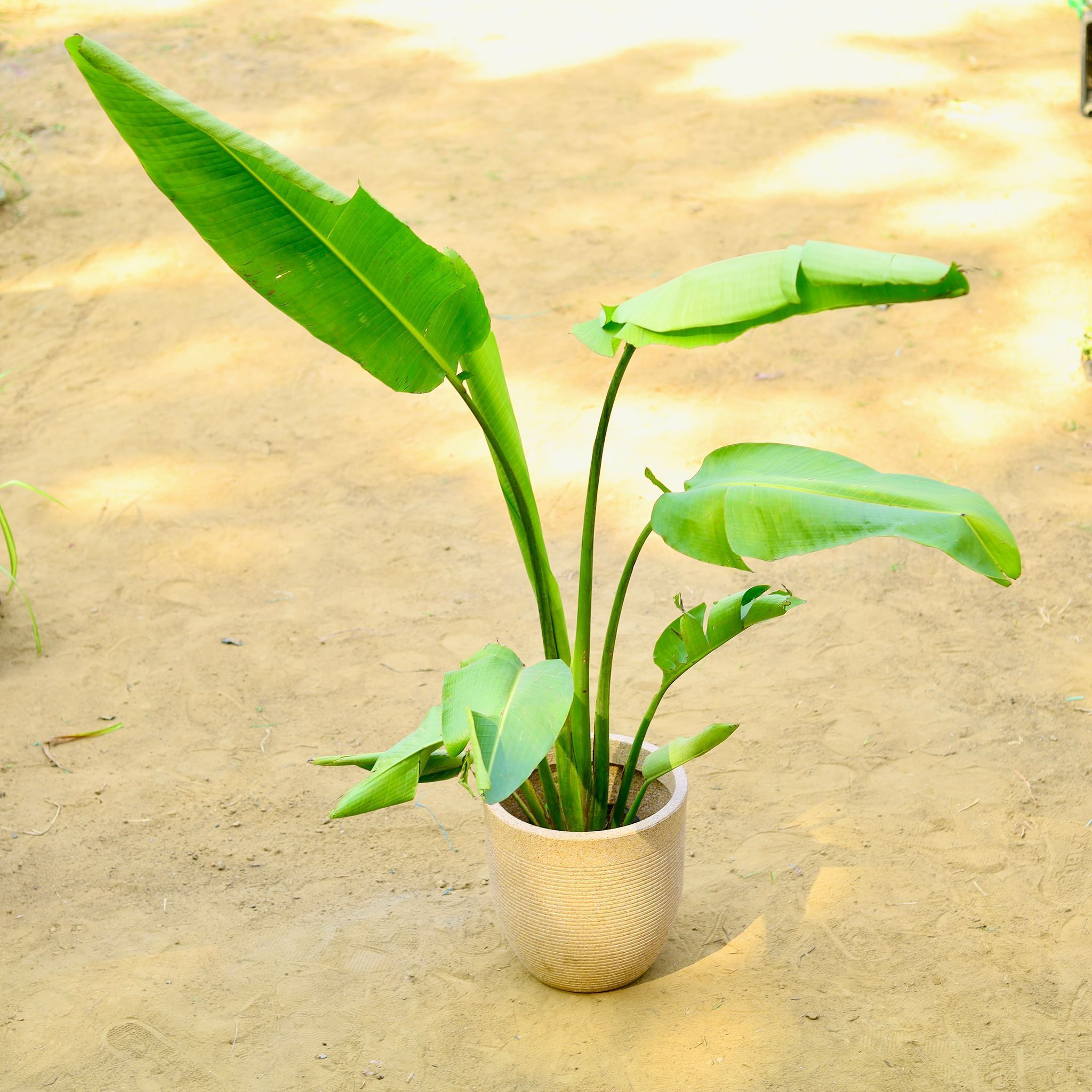 Traveller Palm (~ 4 Ft) in 12 X 12 Inch Sandstone Premium Orbis Fiberglass Planter