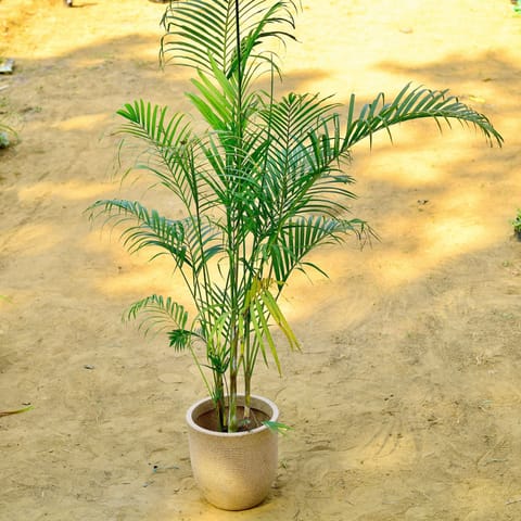 Areca (~ 4 Ft) in 12 X 12 Inch Sandstone Premium Orbis Fiberglass Planter