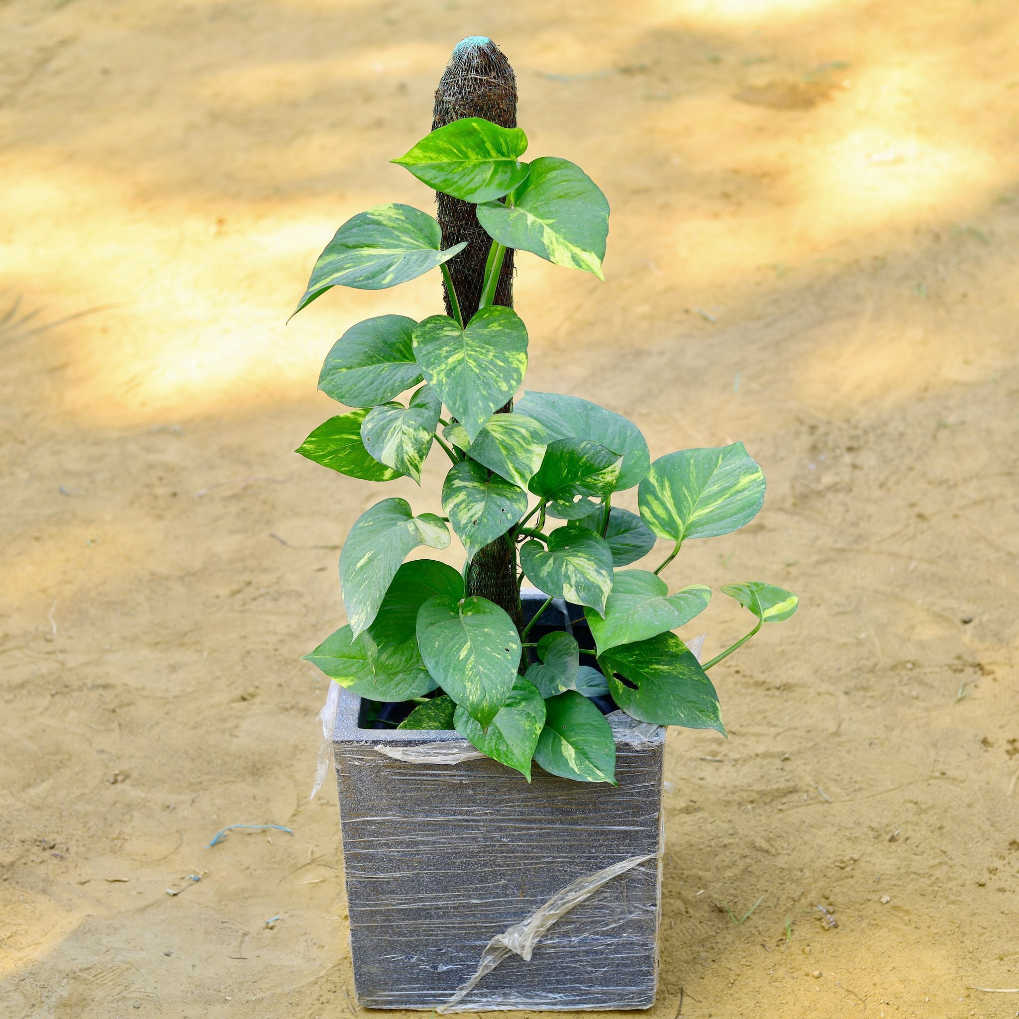 Money Plant Green witn 3 ft Moss Stick in 8 X 8 Inch Grey Premium Kyvos Fiberglass Planter