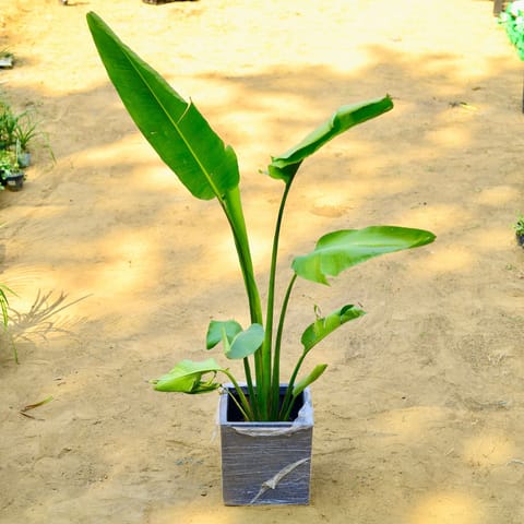 Traveller Palm (~ 4 Ft) in 8 X 8 Inch Live Fresh Plant Grey Premium Kyvos Fiberglass Planter in Matunga