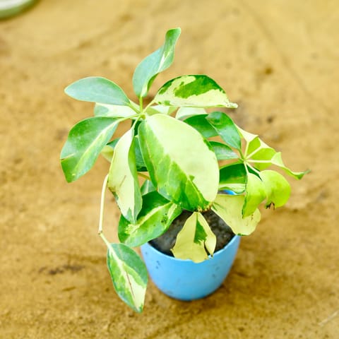 Schefflera Variegated in 4 Inch Live Fresh Plant Blue Premium Orchid Round Plastic Pot in Sector 5
