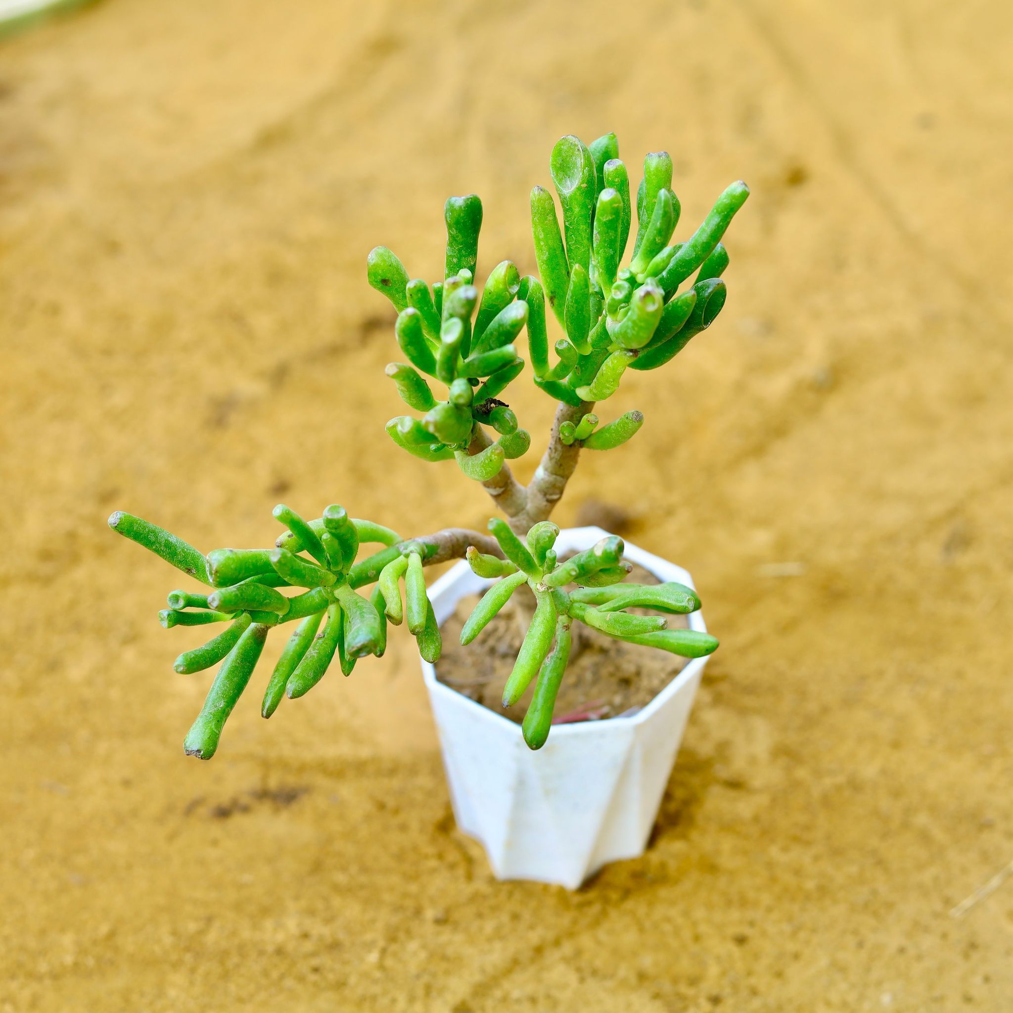Crassula Jade Gollum / Finger Succulent in 4 Inch White Marble Premium Diamanti Plastic Pot