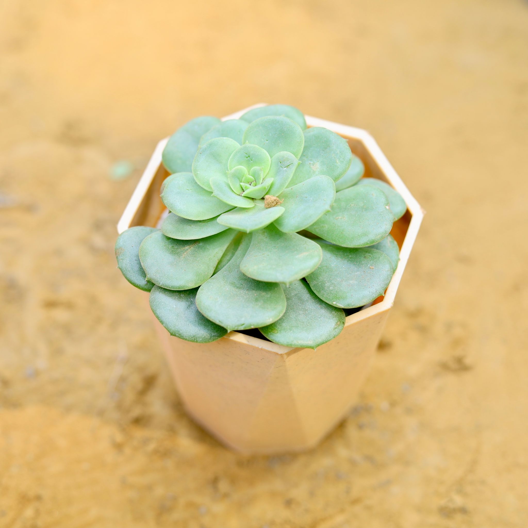Aeonium Lilypad Succulent in 4 Inch Beige Marble Premium Diamanti Plastic Pot