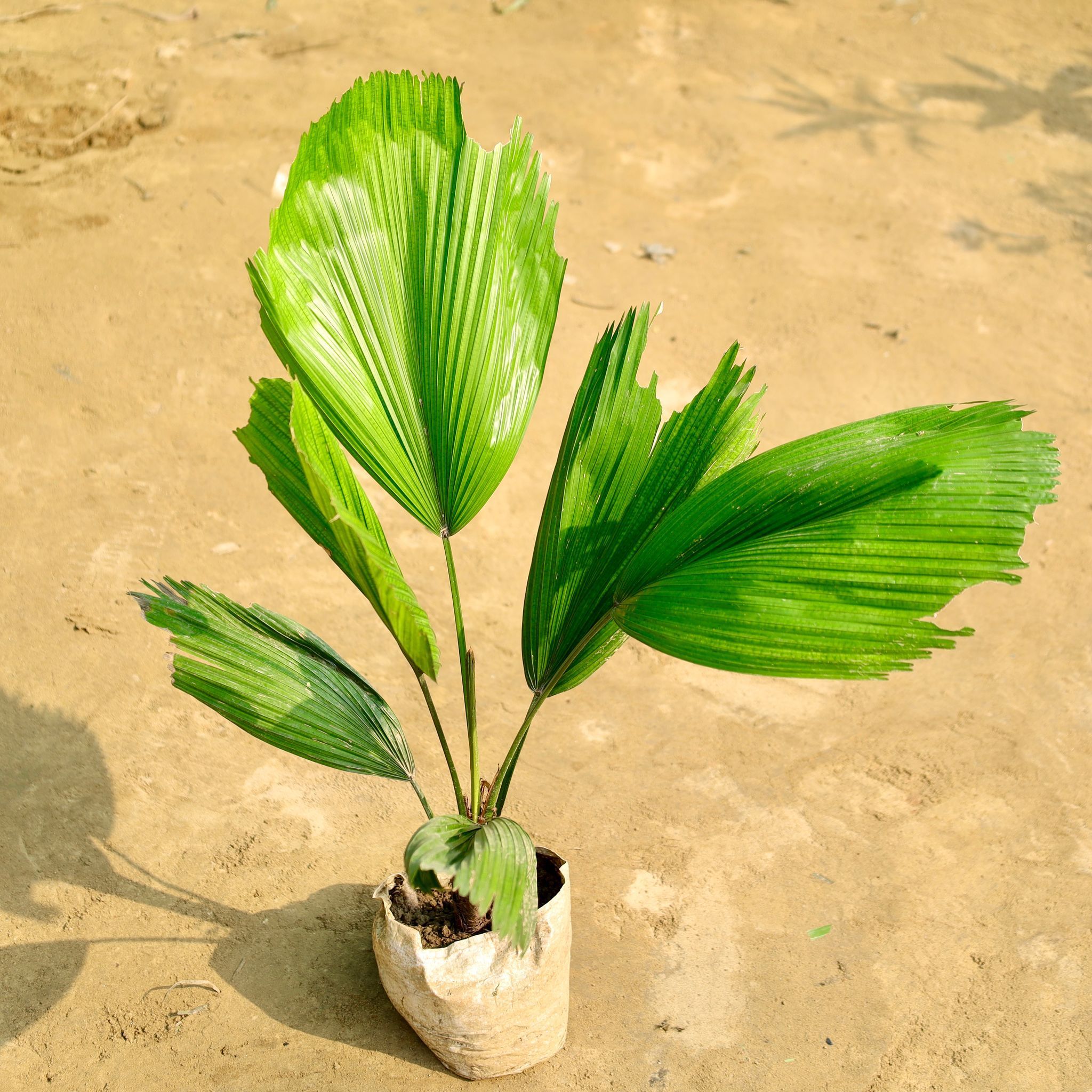 Ruffled Fan / China Palm (~ 2 Ft) in 6 Inch Nursery Bag