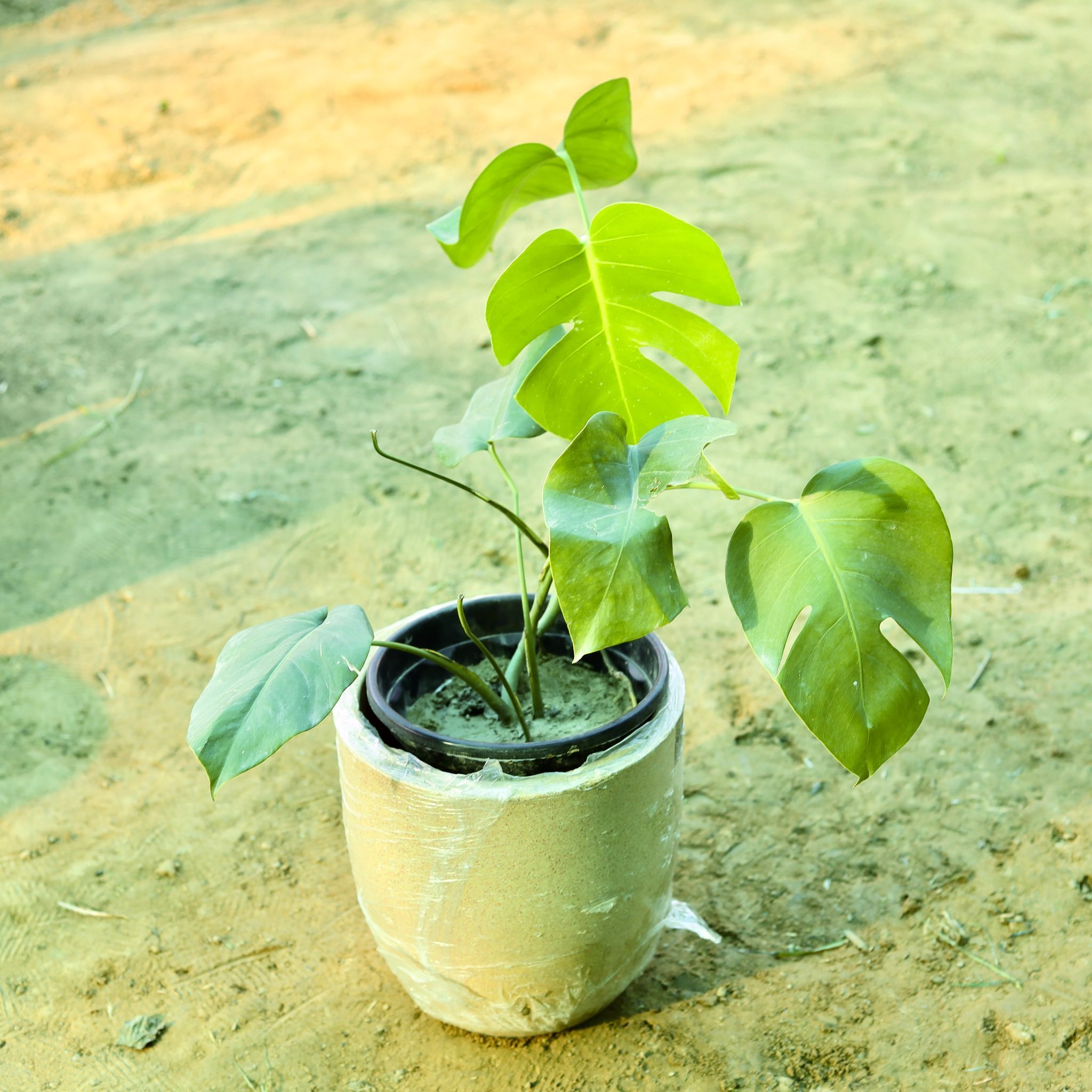 Monstera Big Leaf in 10 X 10 Inch Sandstone Premium Convessa Fiberglass Planter