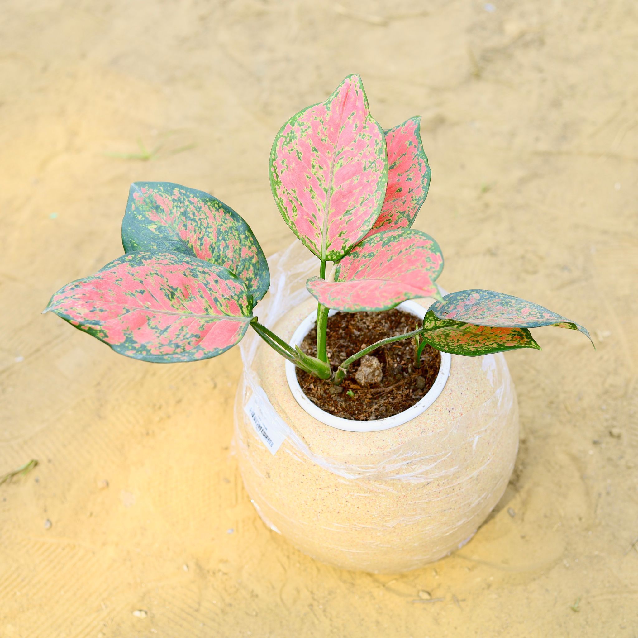 Aglaonema Red Ruby in 9 Inch Sandstone Premium llios Fiberglass Planter