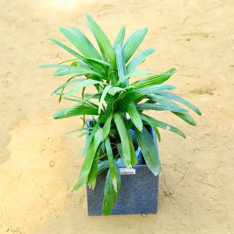 Raphis / Rhaphis Palm in 8 X 8 Inch Grey Premium Kyvos Fiberglass Planter