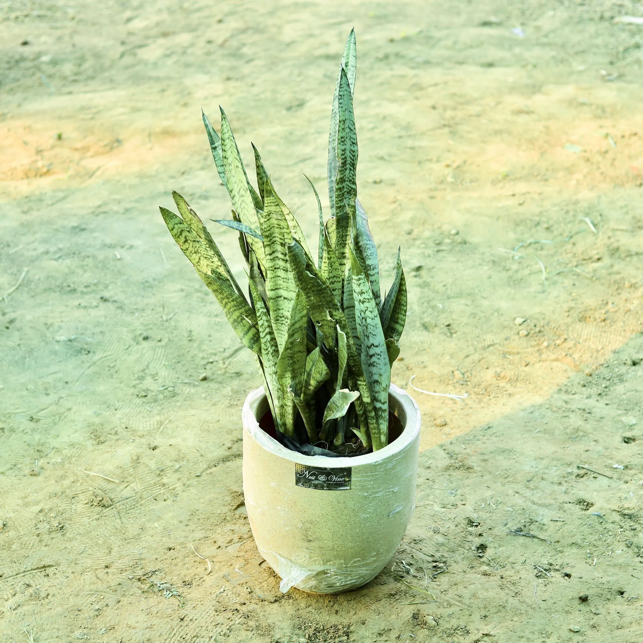 Snake Green (~ 1 Ft) in 10 X 10 Inch Sandstone Premium Convessa Fiberglass Planter