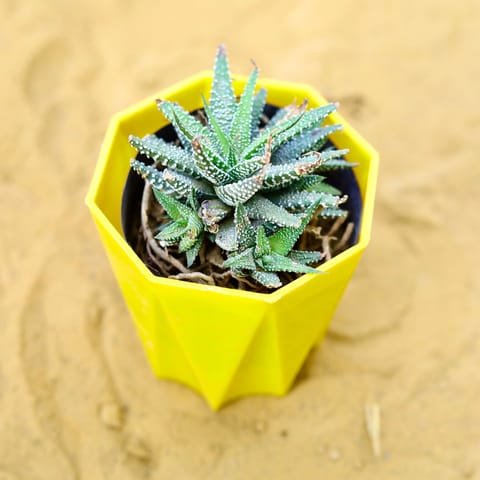 Haworthia Zebrina Succulent in 4 Inch Live Fresh Plant Yellow Premium Diamanti Plastic Pot in Tilak Nagar