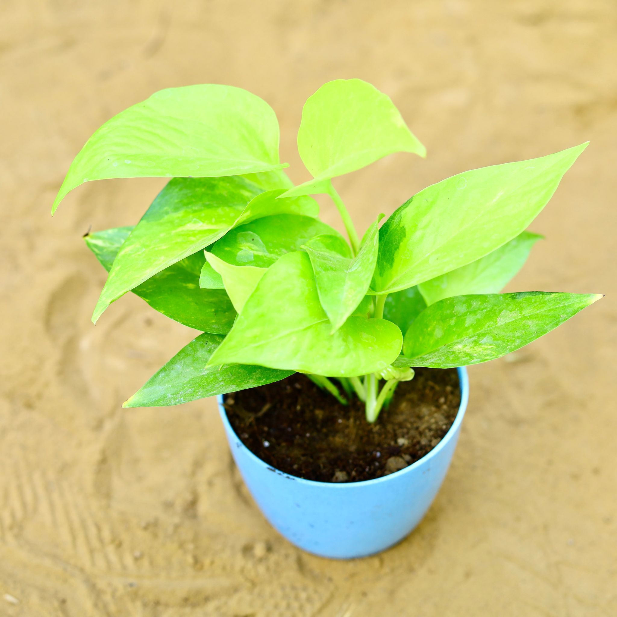 Money Plant Golden in 4 Inch Blue Premium Orchid Round Plastic Pot