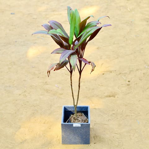Dracaena Cordyline Red (~ 2 Ft) in 8 X 8 Inch Live Plant Grey Premium Kyvos Fiberglass Planter