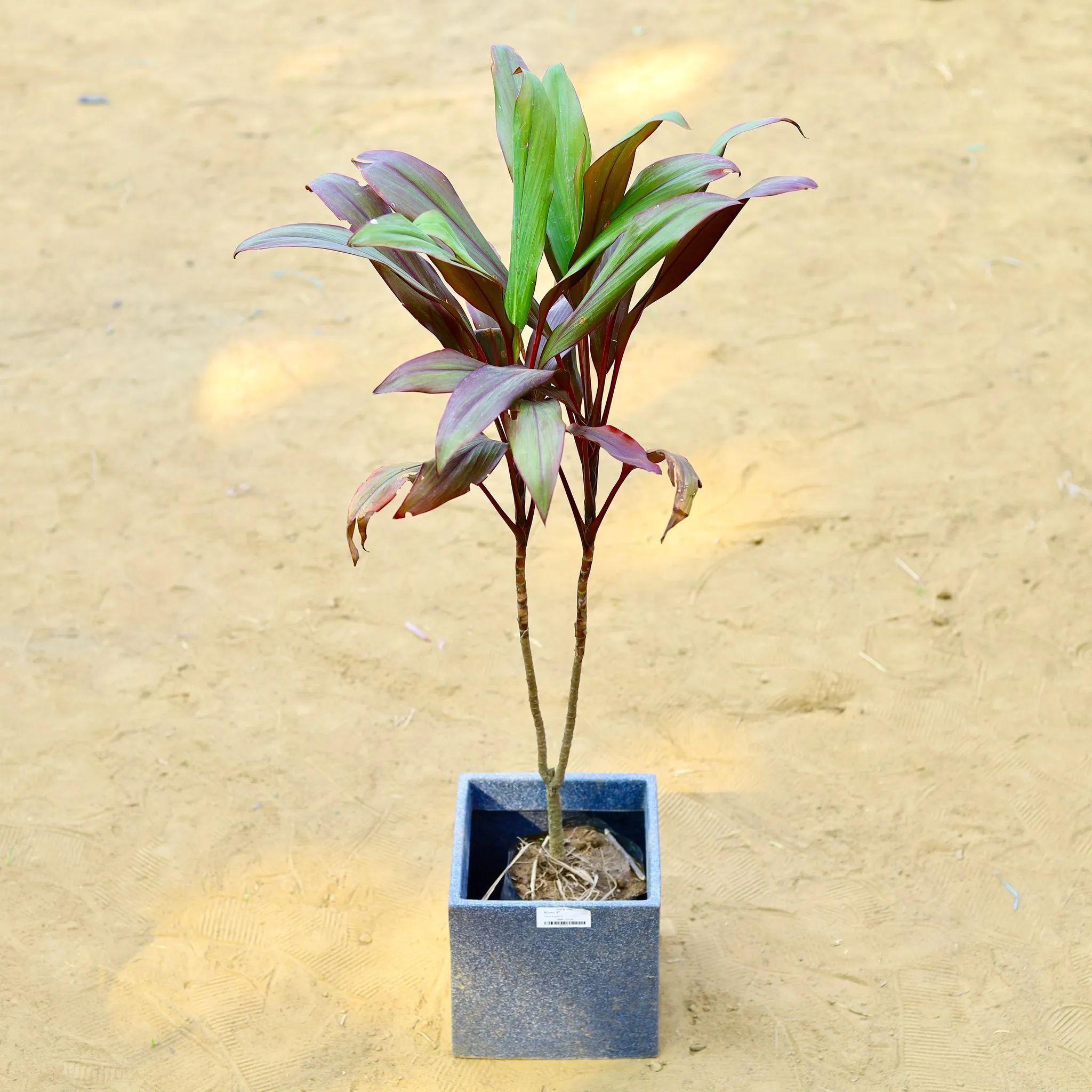 Dracaena Cordyline Red (~ 2 Ft) in 8 X 8 Inch Grey Premium Kyvos Fiberglass Planter