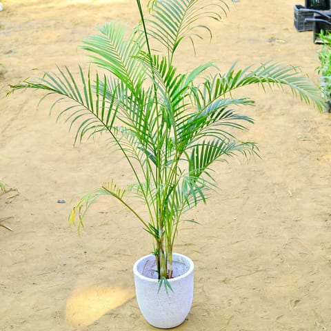 Areca (~ 4 Ft) in 12 X 12 Inch White Premium Orbis Fiberglass Planter