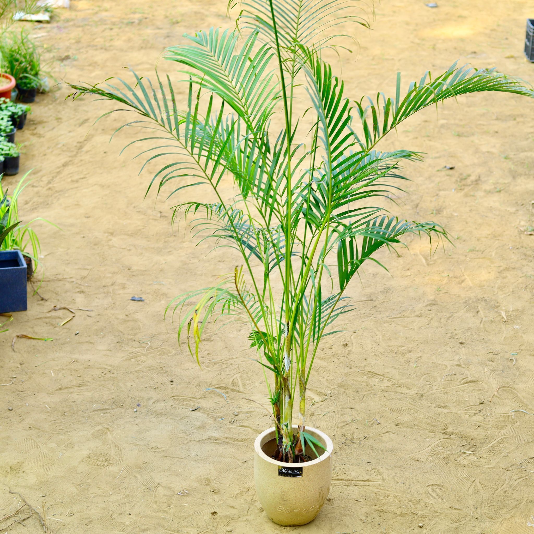 Areca (~ 4 Ft) in 18 X 17 Inch Sandstone Premium Convessa Fiberglass Planter