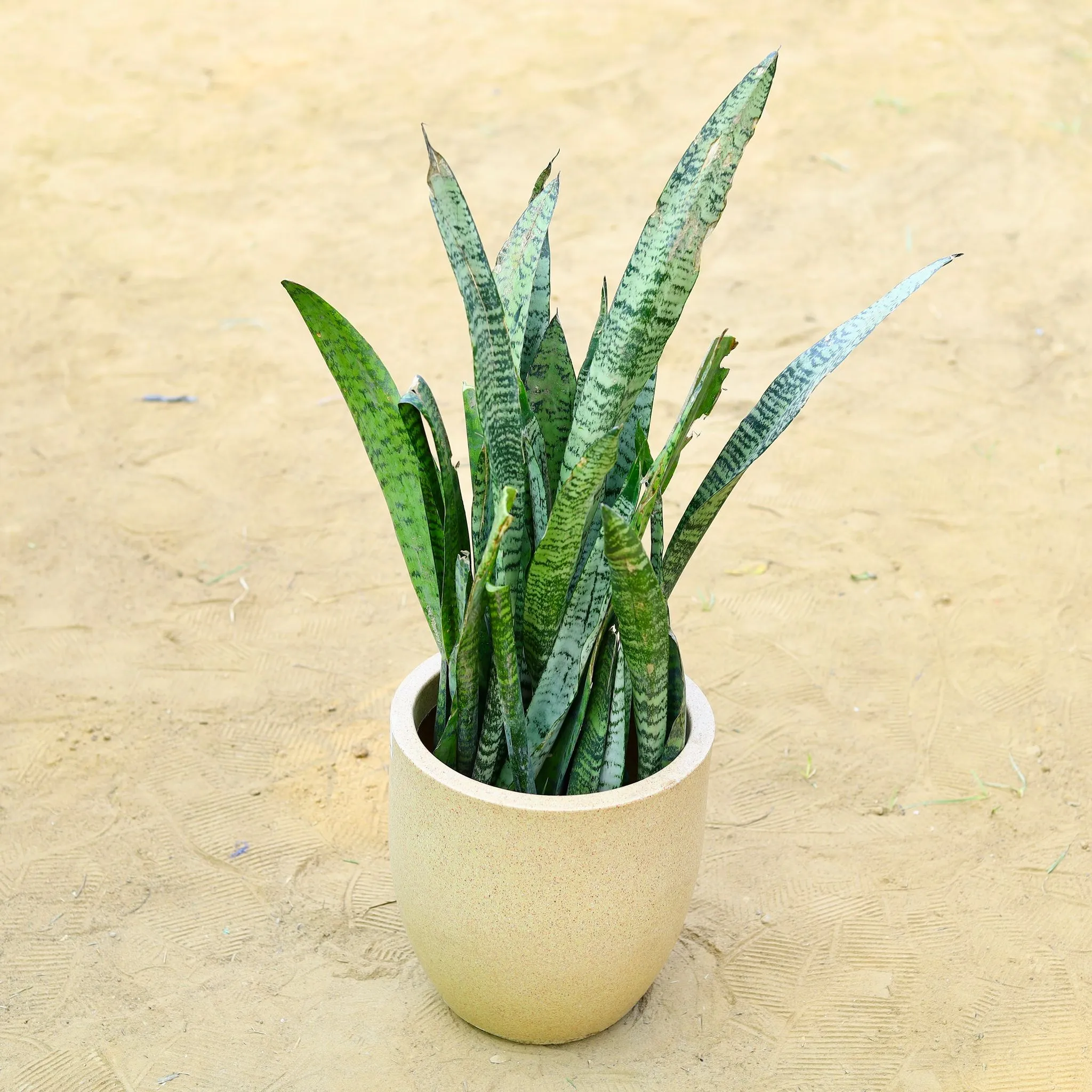 Snake Green (~ 1 Ft) in 18 X 17 Inch Sandstone Premium Convessa Fiberglass Planter