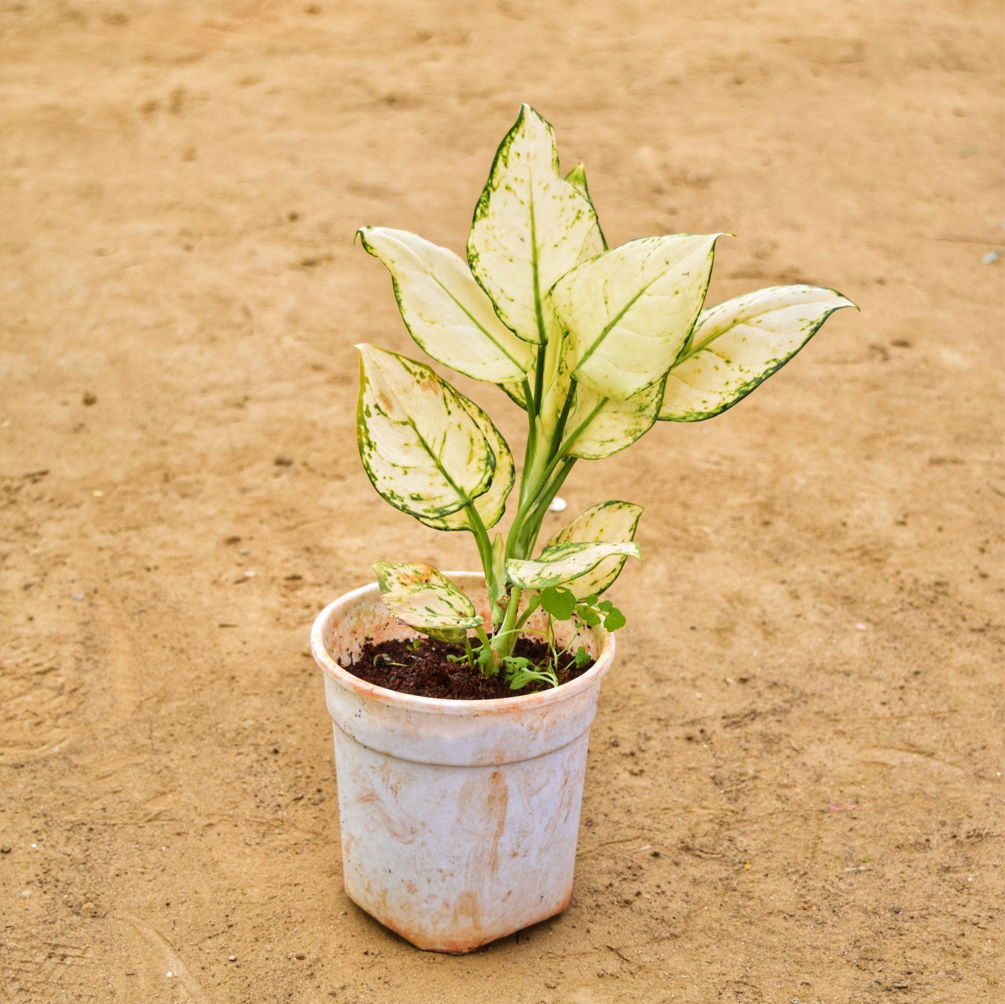 Aglaonema White in 5 Inch Nursery Pot