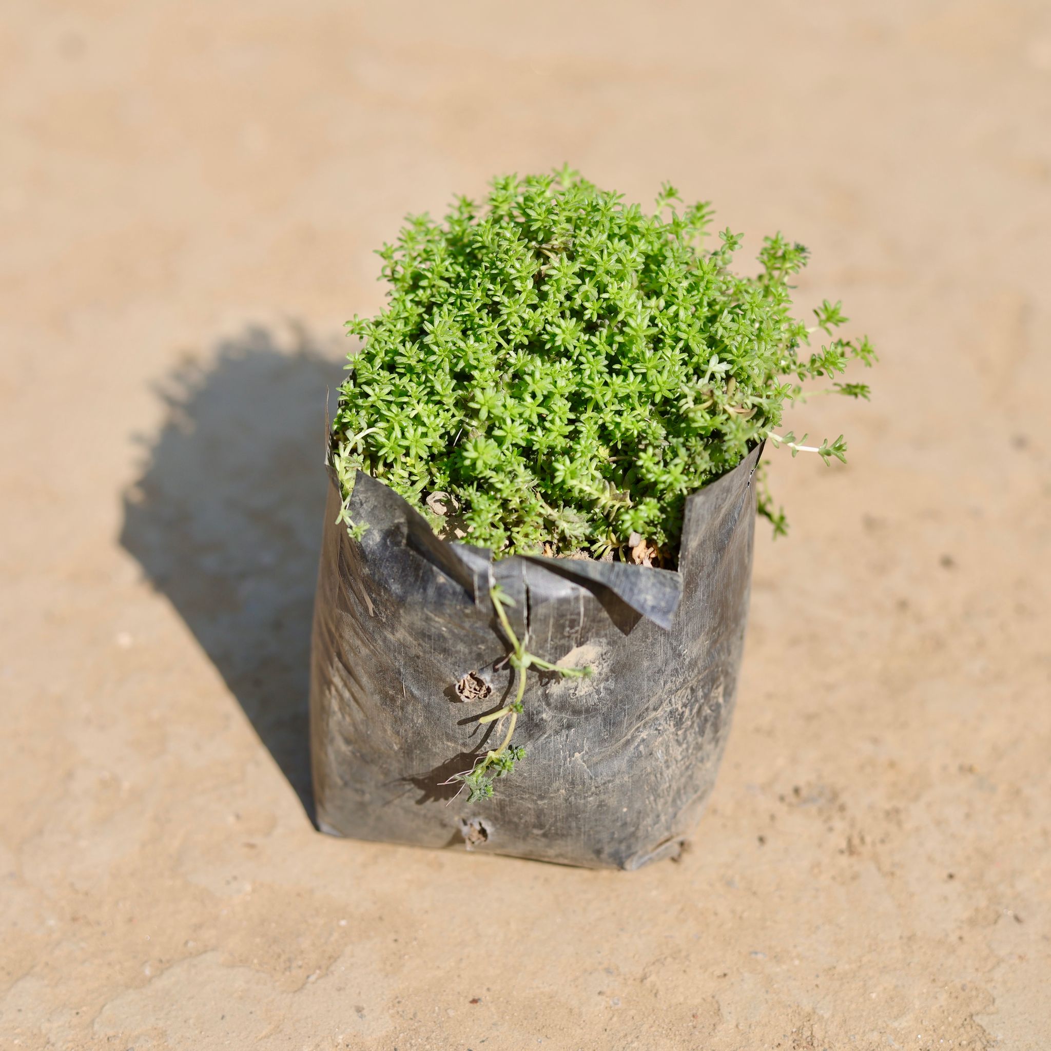 Moss Green Succulent in 3 inch Nursery Bag