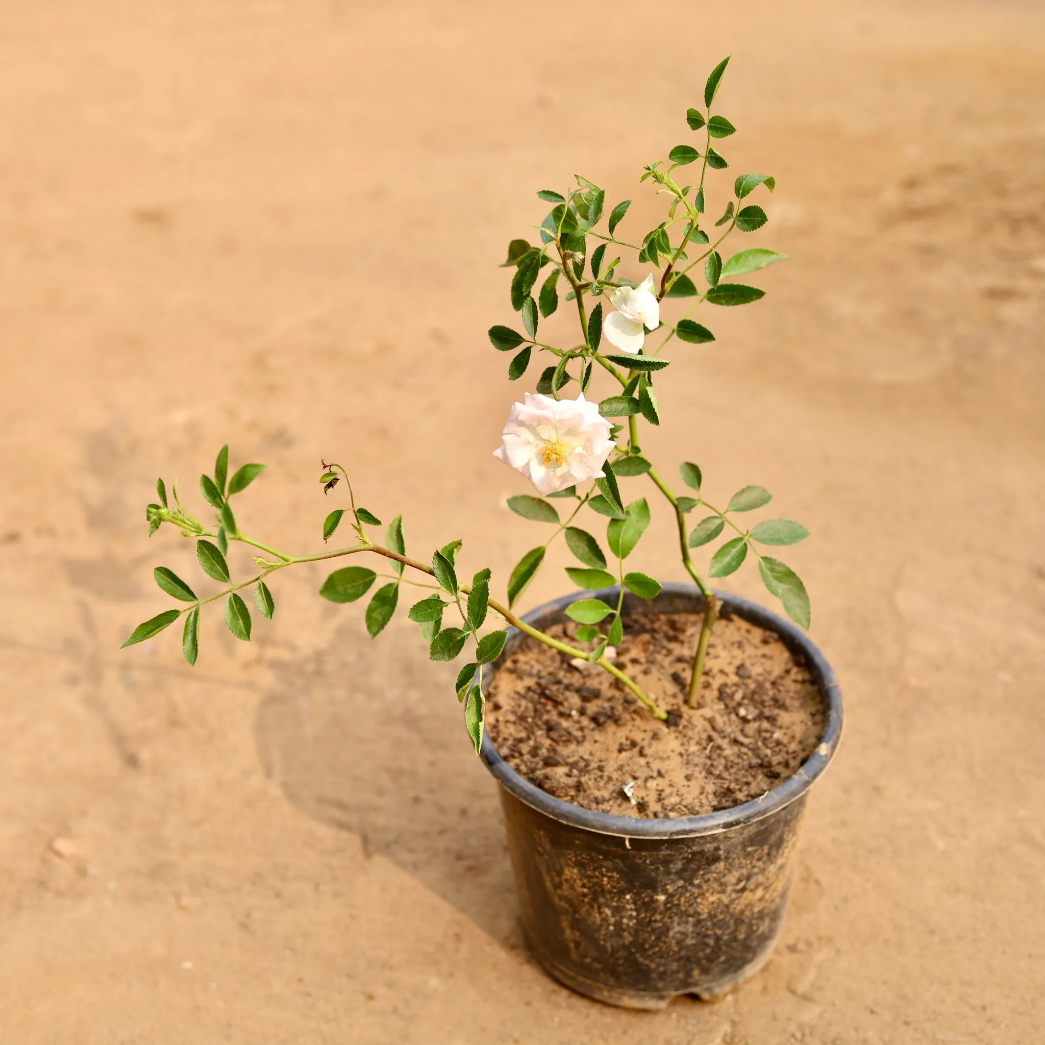 Rose / Gulab (any colour) in 6 Inch Nursery Pot