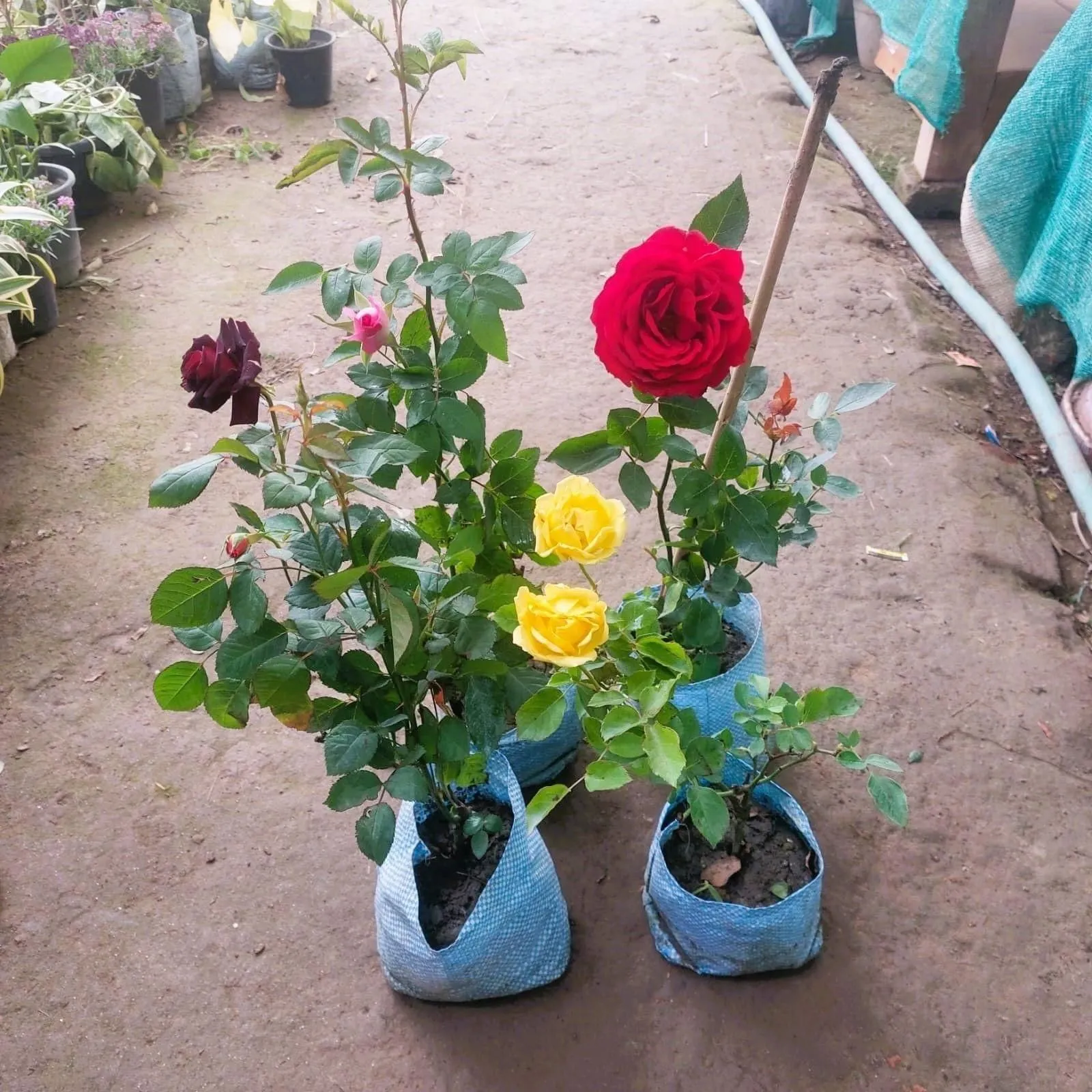 The Roseful Combo - Set of 4 - Rose Gulab (multicolours) in 6 Inch Nursery Bag