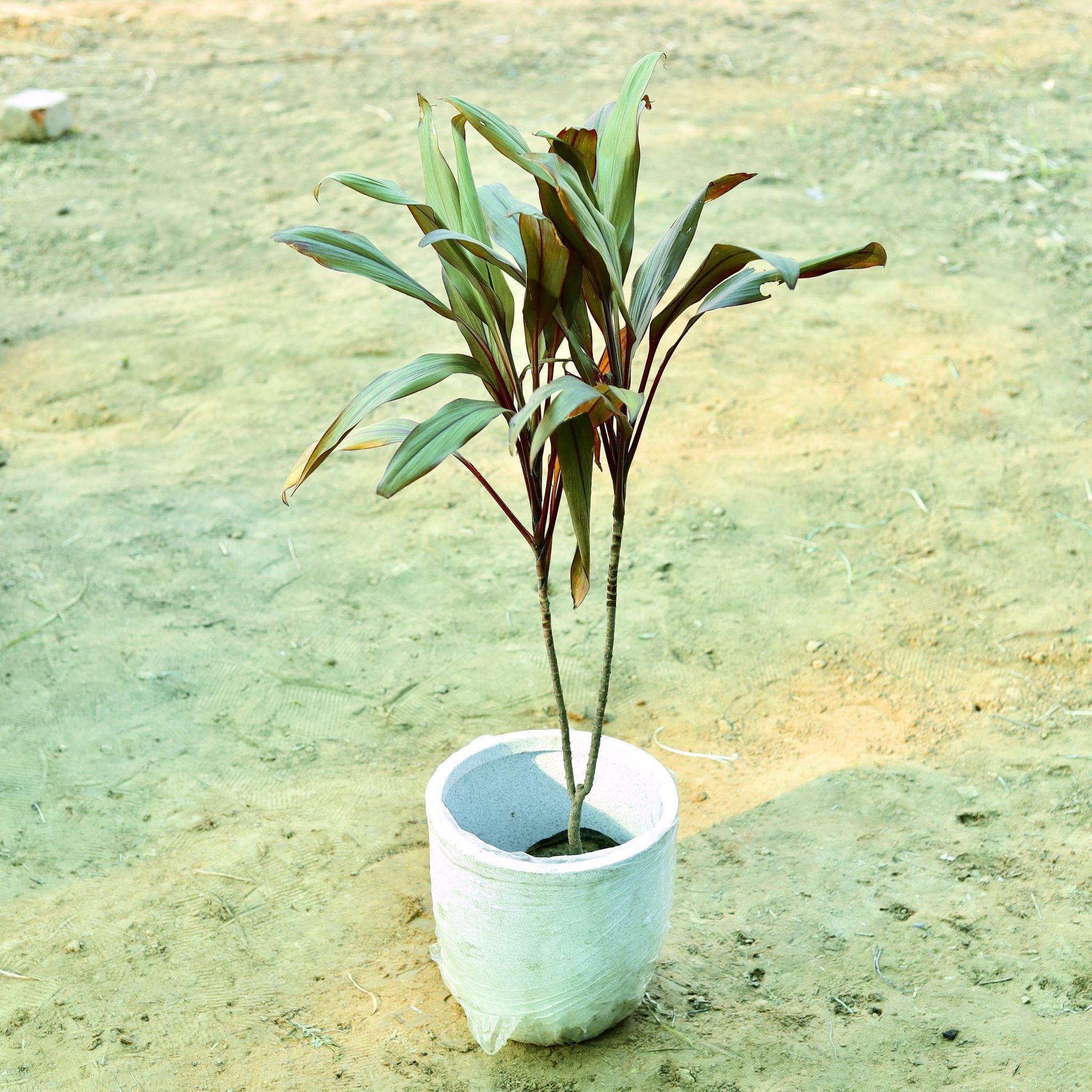 Dracaena Cordyline Red (~ 2 Ft) in 10 X 10 Inch White Premium Convessa Fiberglass Planter