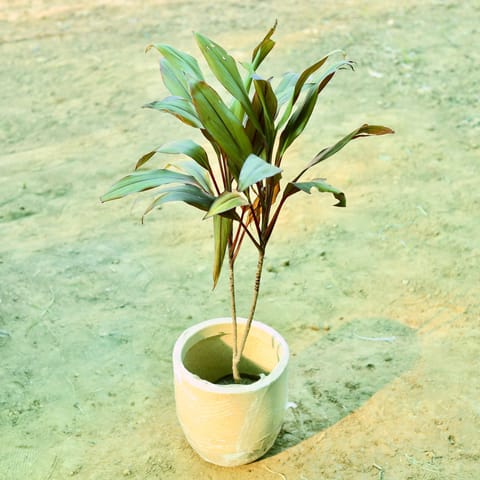Dracaena Cordyline Red (~ 2 Ft) in 10 X 10 Inch Live Plant Sandstone Premium Convessa Fiberglass Planter