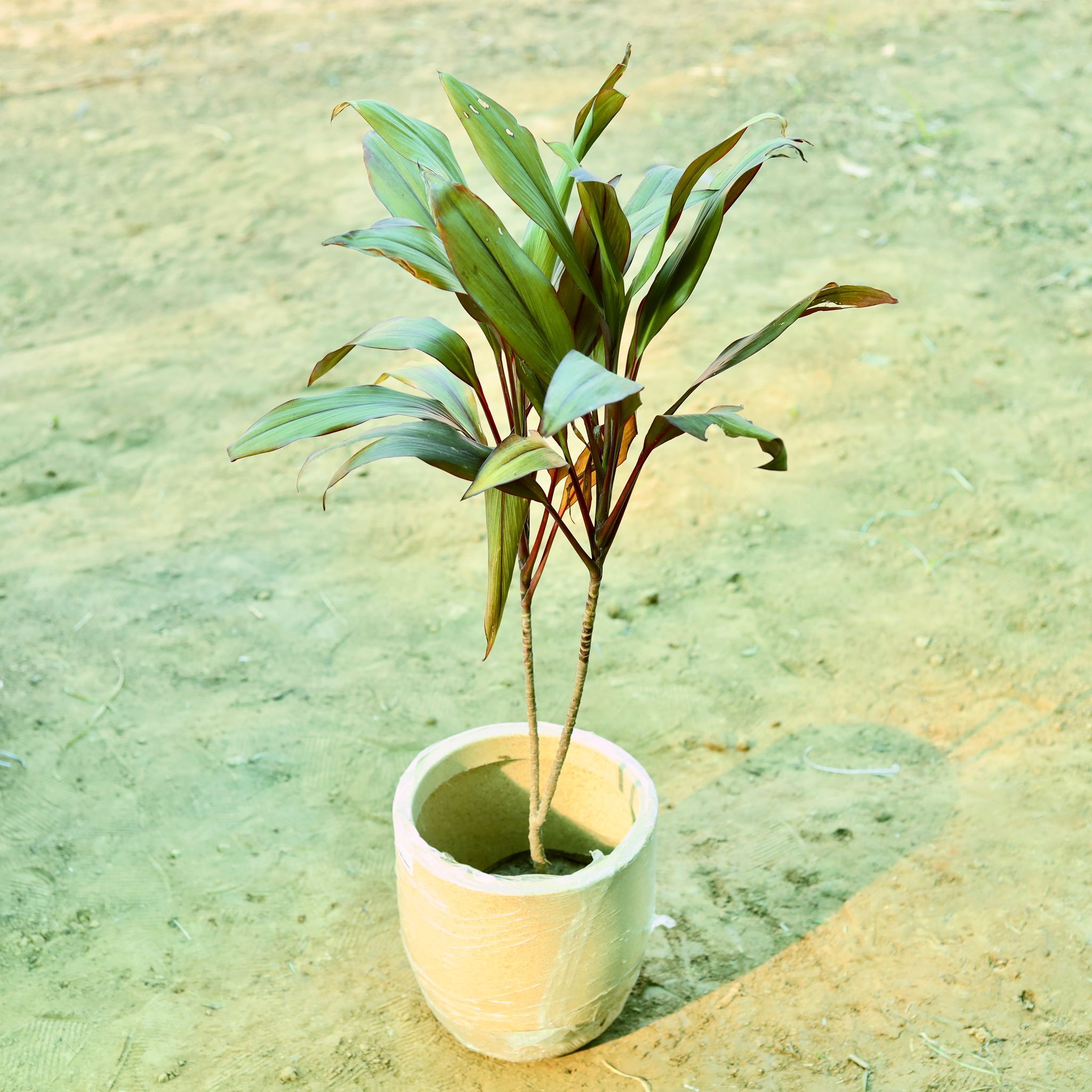 Dracaena Cordyline Red (~ 2 Ft) in 10 X 10 Inch Sandstone Premium Convessa Fiberglass Planter