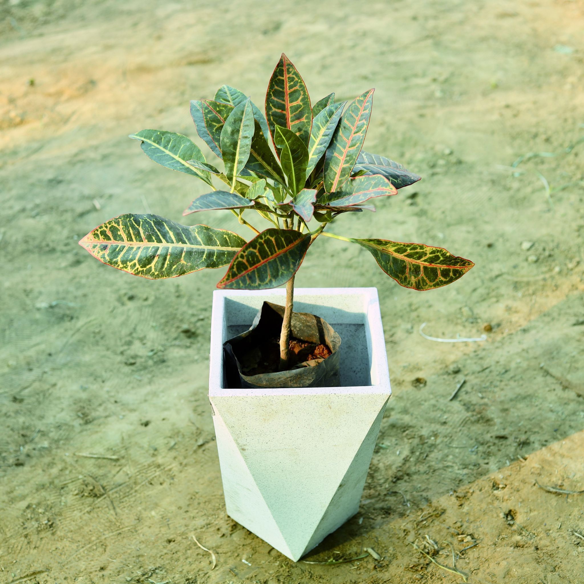 Croton Petra in 8 X 12 Inch White Premium Fantasia Fiberglass Planter