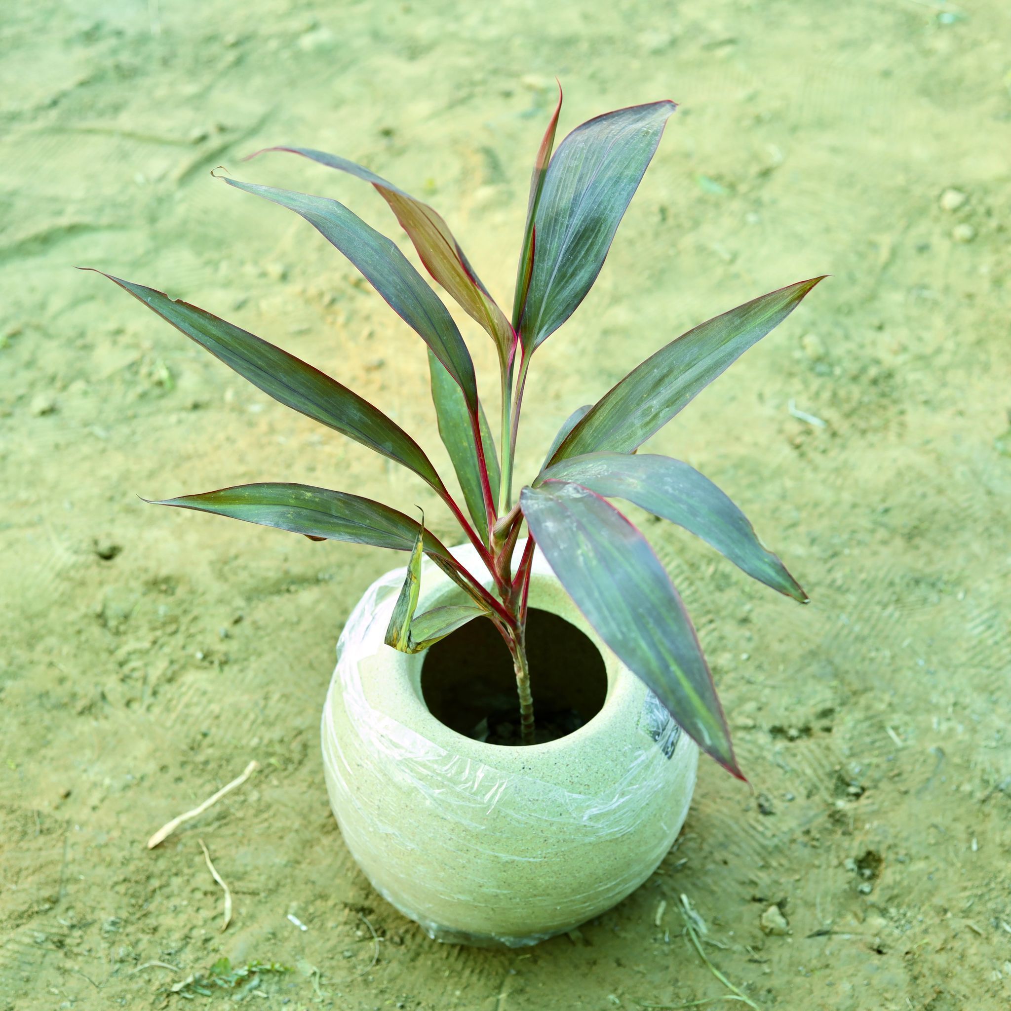 Dracaena Rosea Small (~ 1.5 Ft) in 9 Inch Sandstone Premium llios Fiberglass Planter