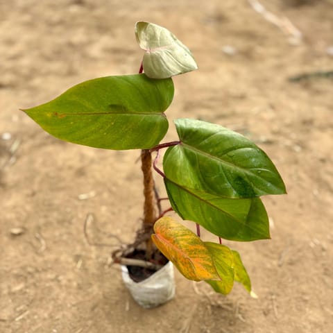 Philodendron Red with moss stick in 4 Inch Nursery bag