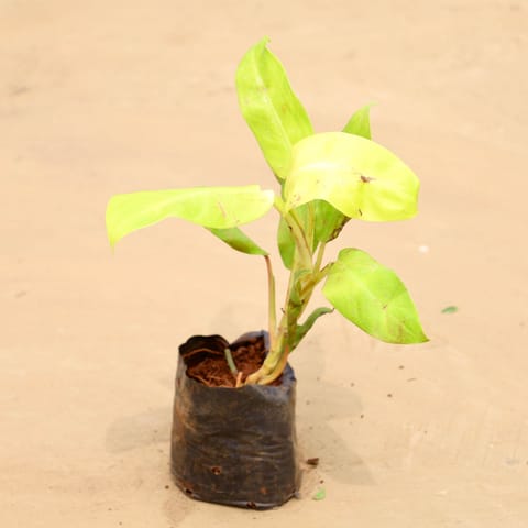 Philodendron Golden in 4 Inch Nursery Bag