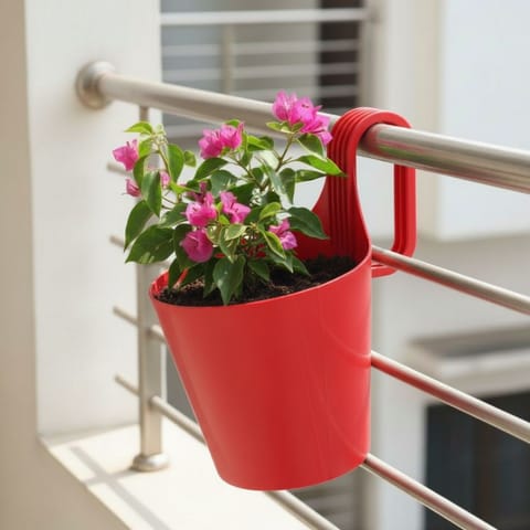 Bougainvillea Pink Dwarf in 8 Inch Red Single Hook Hanging Plastic Pot