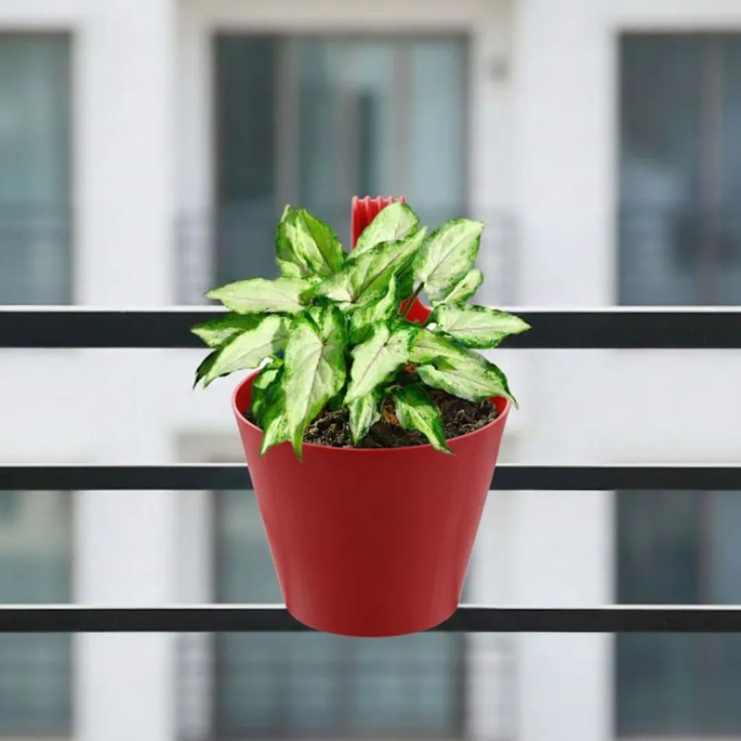Syngonium Yammi in 8 Inch Red Single Hook Hanging Plastic Pot