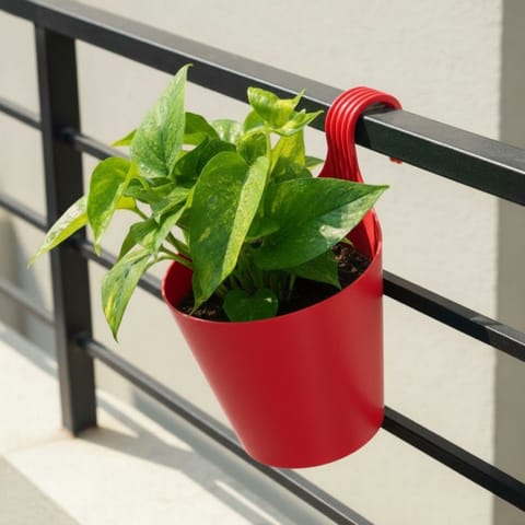Money Plant Green in 8 Inch Live Fresh Plant Red Single Hook Hanging Plastic Pot in Sector 11