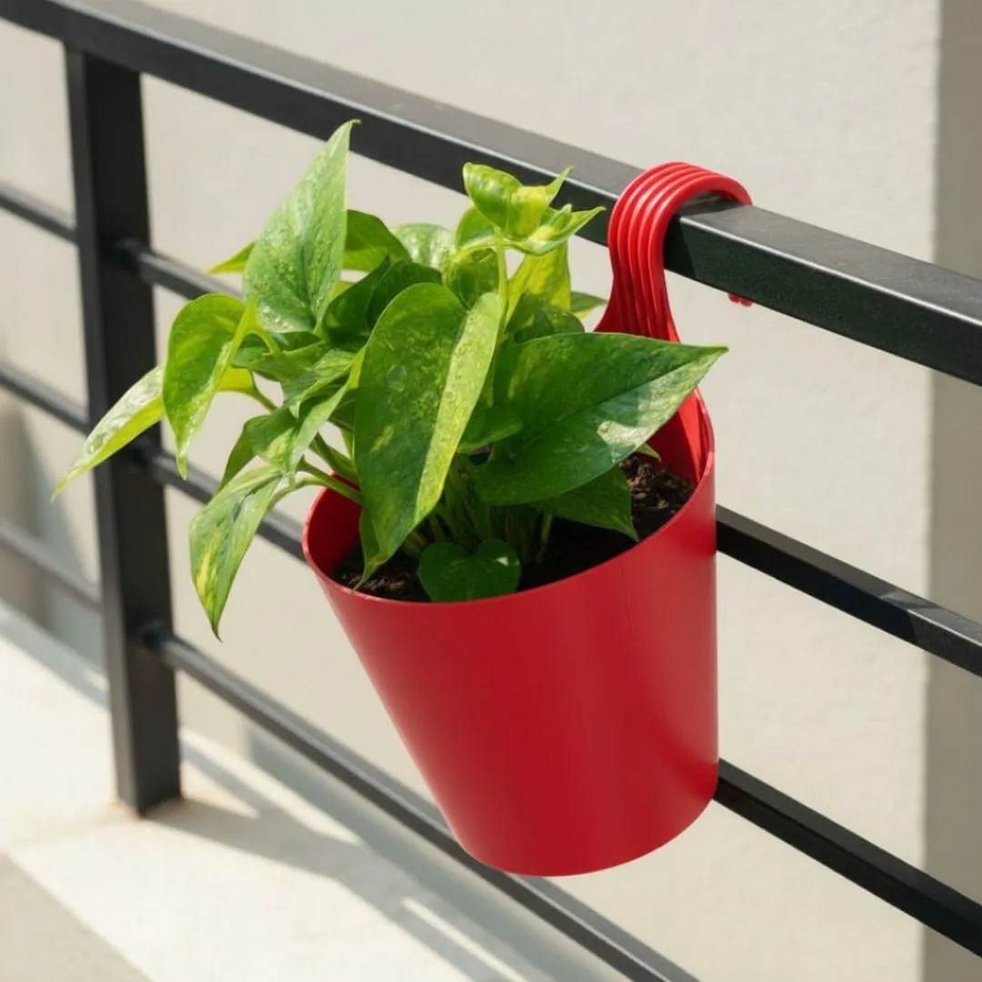 Money Plant Green in 8 Inch Red Single Hook Hanging Plastic Pot