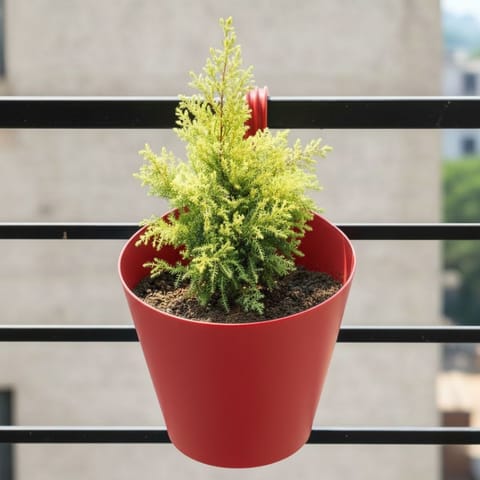 Golden cypress (~ 2 Ft) in 8 Inch Red Single Hook Hanging Plastic Pot