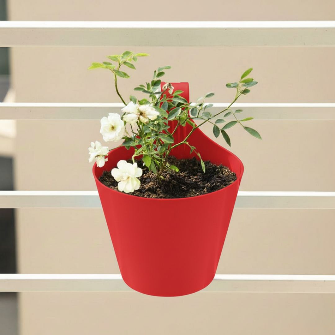 Kashmiri Rose White in 8 Inch Red Single Hook Hanging Plastic Pot
