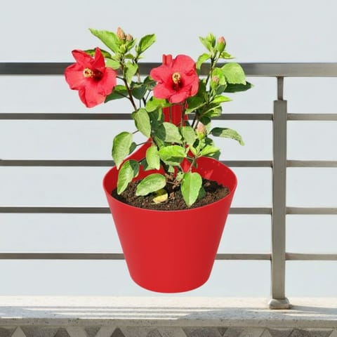 Hibiscus / Gudhal Dwarf (any colour) in 8 Inch Red Single Hook Hanging Plastic Pot