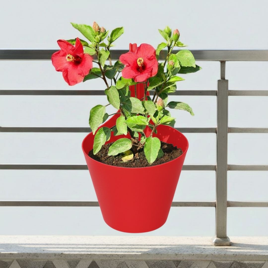 Hibiscus / Gudhal Dwarf (any colour) in 8 Inch Red Single Hook Hanging Plastic Pot