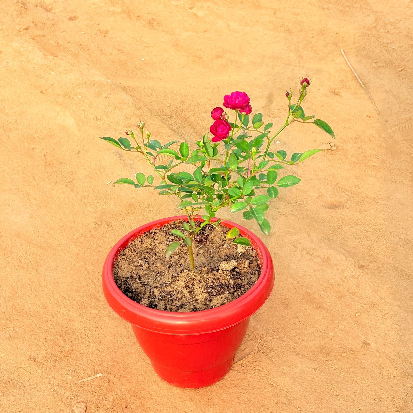 Rose Red in 8 Inch Terracotta Red Classy Plastic Pot