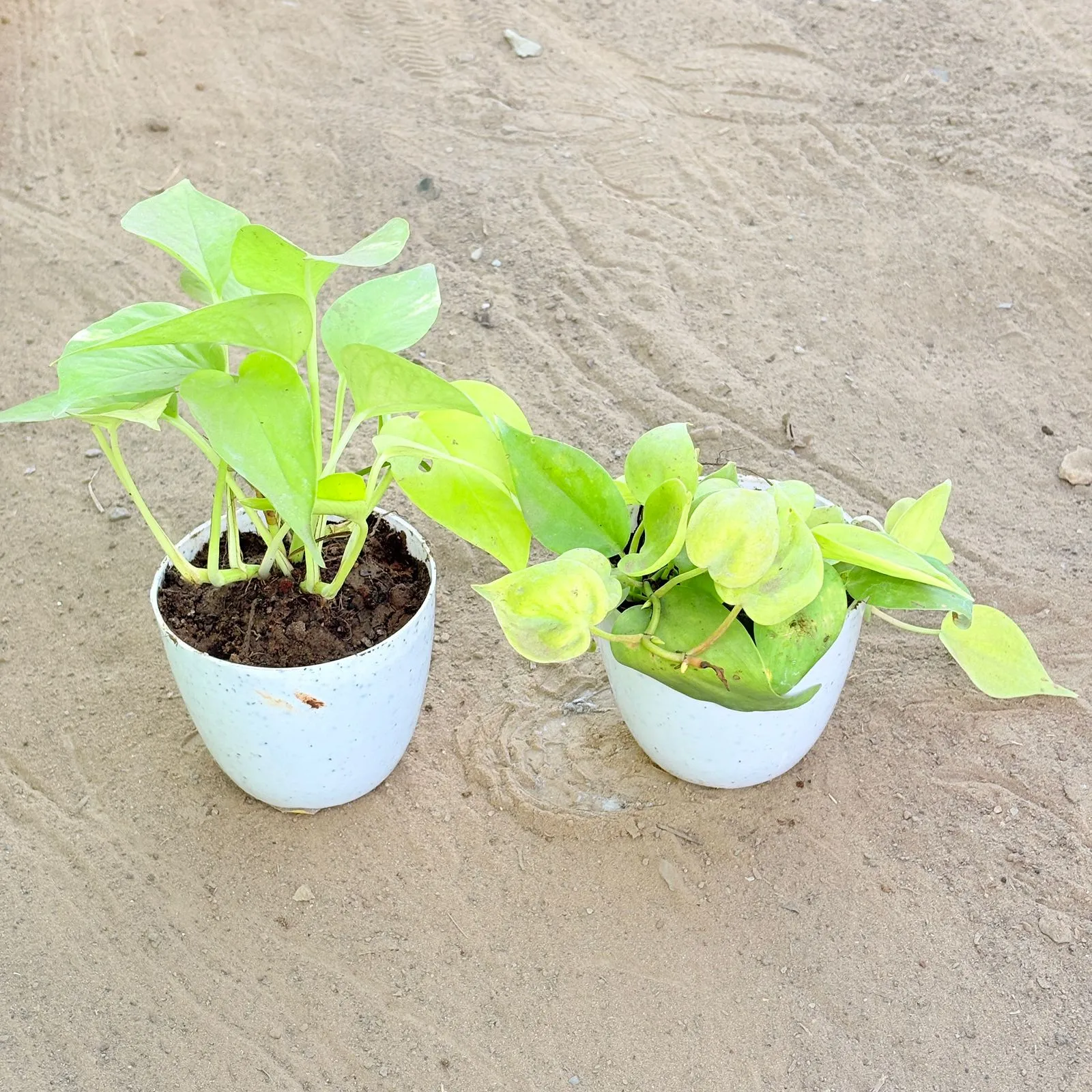 Set of 2 - Money Plant Golden & Oxycardium Golden in 4 Inch White Premium Orchid Round Plastic Pot