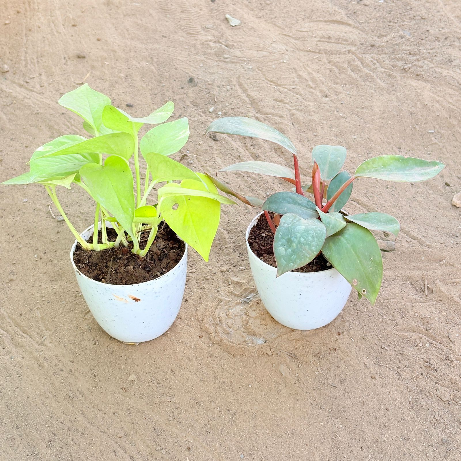 Set of 2 - Money Plant Golden & Philodendron Red in 4 Inch White Premium Orchid Round Plastic Pot