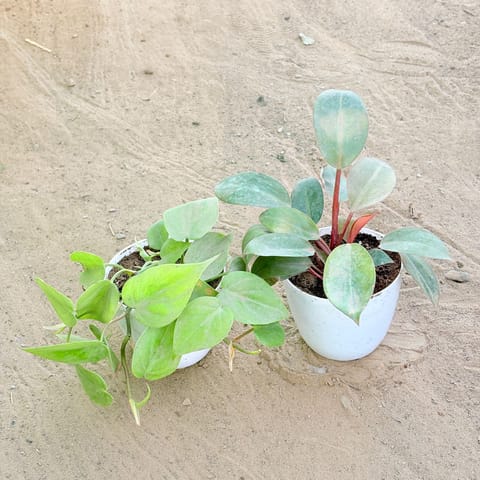 Set of 2 - Oxycardium Green & Philodendron Red in 4 Inch White Premium Orchid Round Plastic Pot