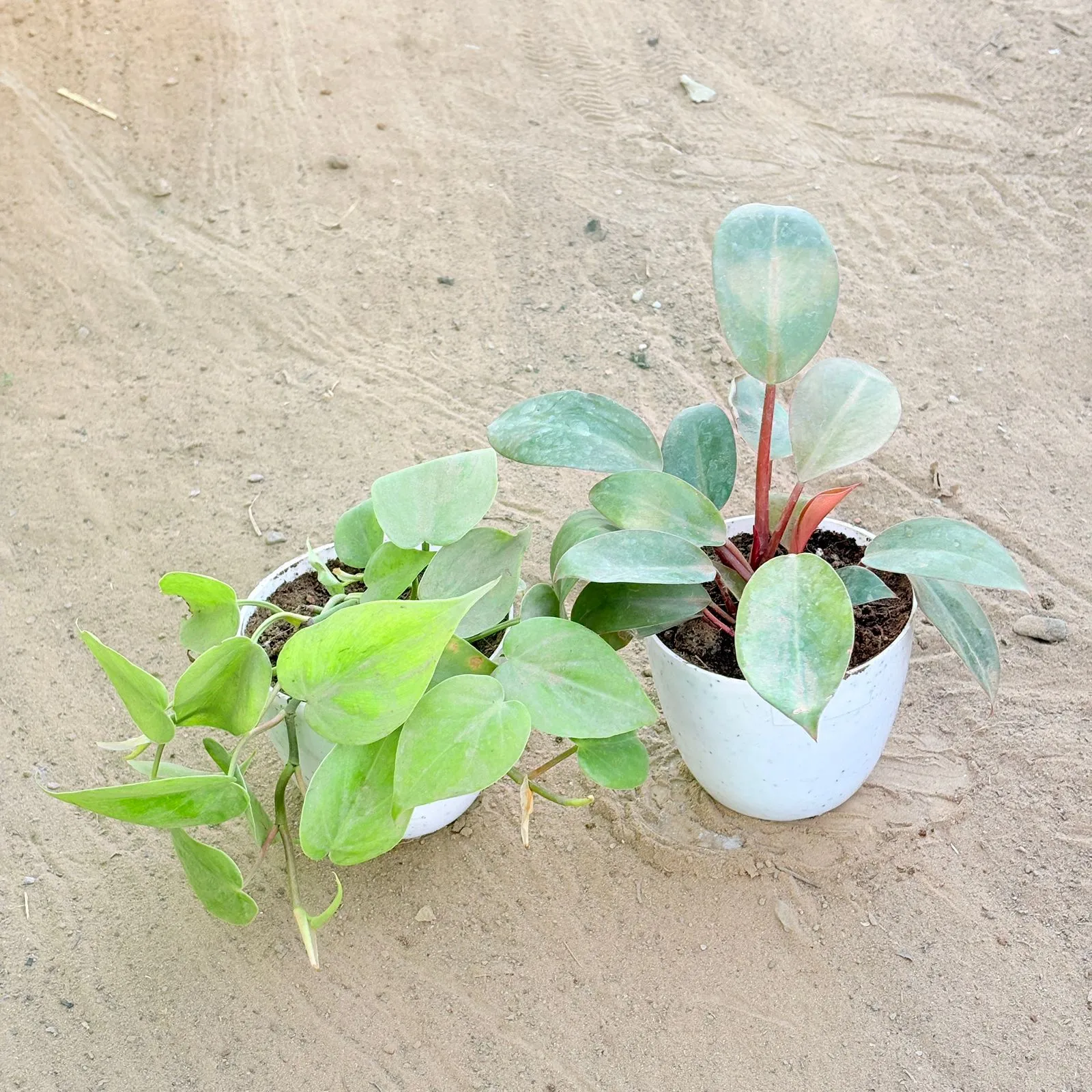 Set of 2 - Oxycardium Green & Philodendron Red in 4 Inch White Premium Orchid Round Plastic Pot