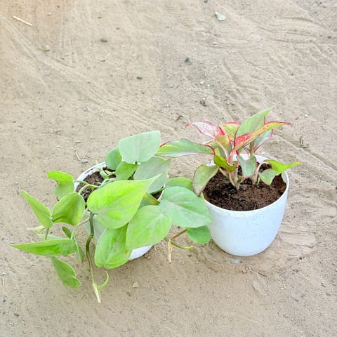 Set of 2 - Oxycardium Green & Aglaonema Lipstick in 4 Inch White Premium Orchid Round Plastic Pot