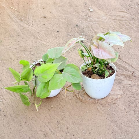 Set of 2 - Oxycardium Green & Syngonium Pink in 4 Inch White Premium Orchid Round Plastic Pot